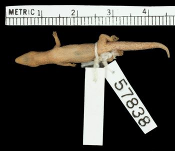 Media type: image;   Herpetology R-57838